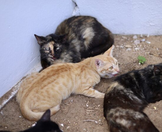 Ieda Chaves coordena o resgate de mais de 40 gatos em situação de abandono em Rondônia